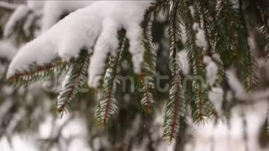 雪落在杉树枝上。 白雪从森林中的松树枝上<strong>飘落</strong>下来